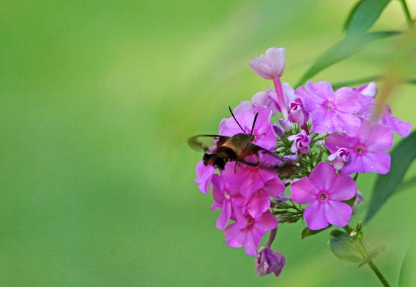 Hummingbird Moth And Pink Phlox by Deb Oppermann
